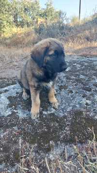 Cão Serra da Estrela