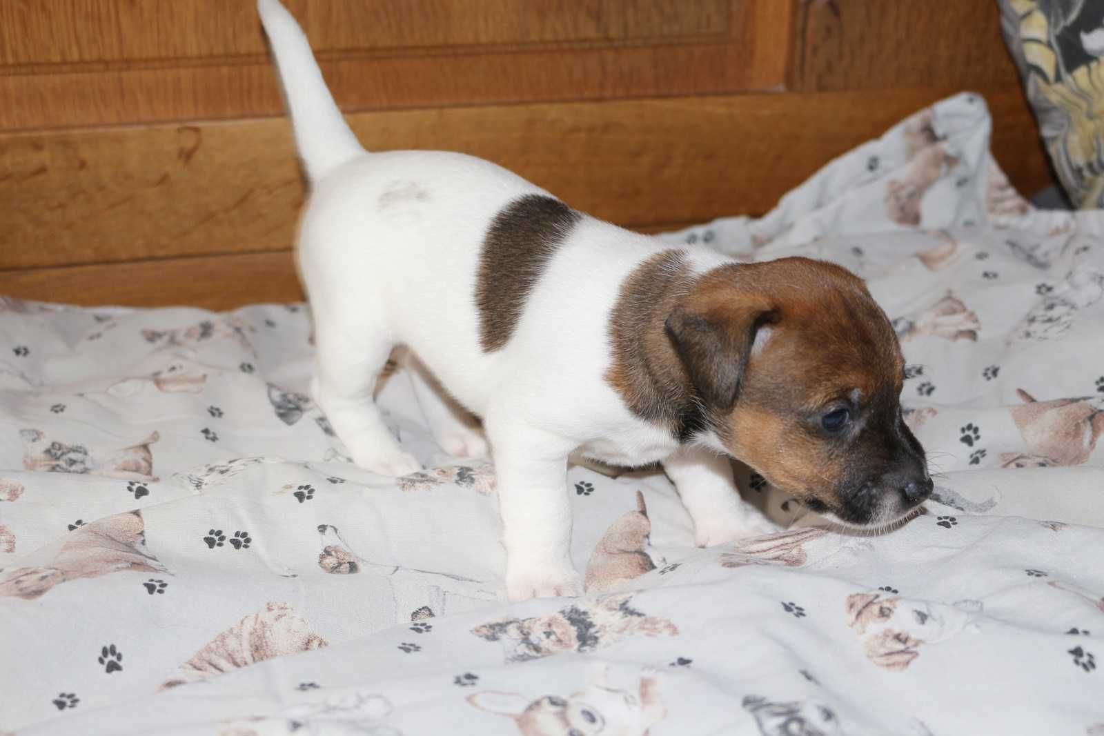 Jack Russell Terrier suczka FANTA.