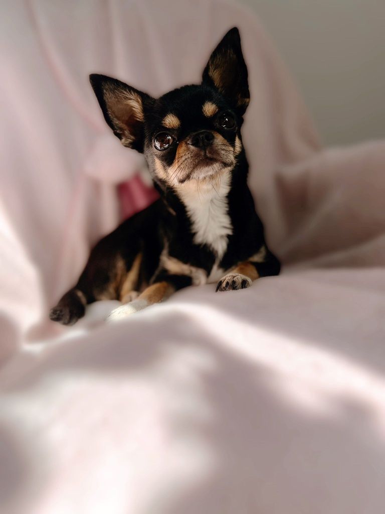 Rodowodowy długowłosy piesek biało-niebieski Chihuahua