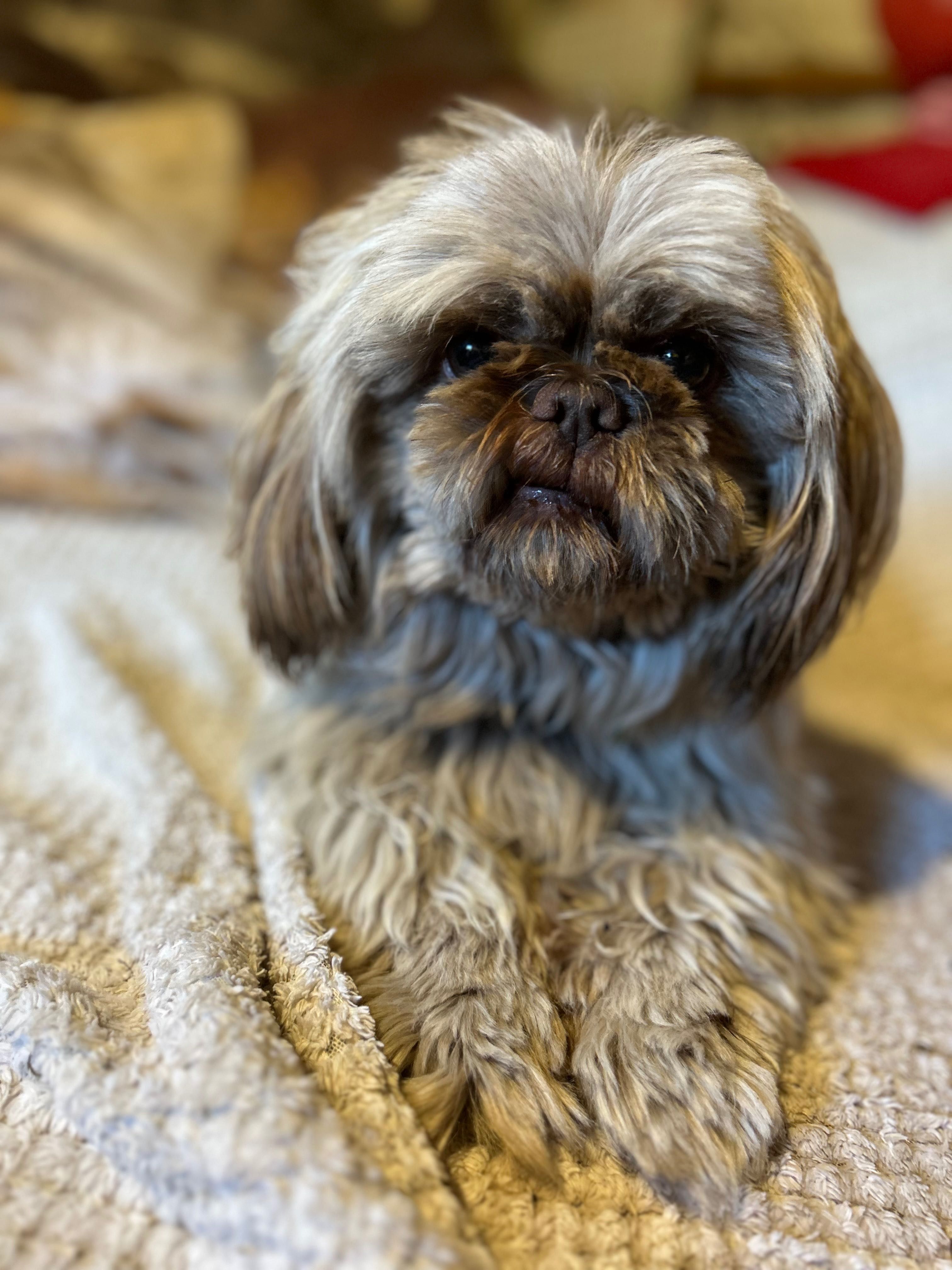 Piesek 6 lat Shih Tzu