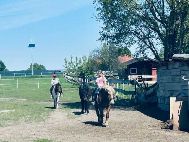 Domek letniskowy koło Łodzi - odpoczynek w towarzystwie koni