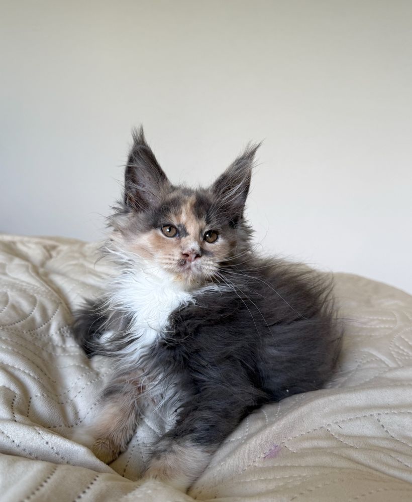 Śliczna koteczka Maine Coon