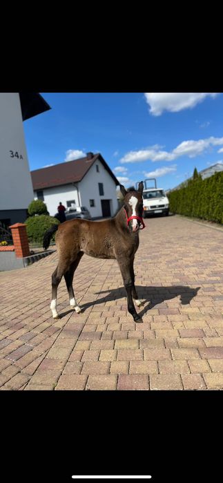 Sprzedam odsadkę kuca