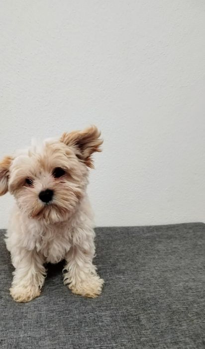 Cachorrinho Yorkshire Biewer