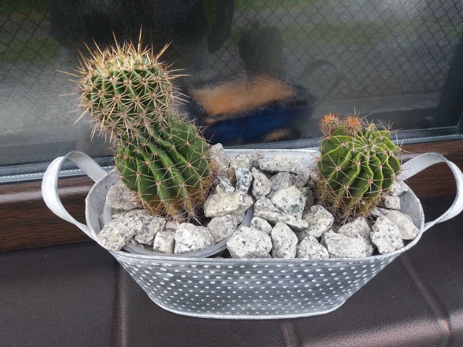 Kaktus kaktusy doniczkowe cena za 1 szt wraz z doniczką