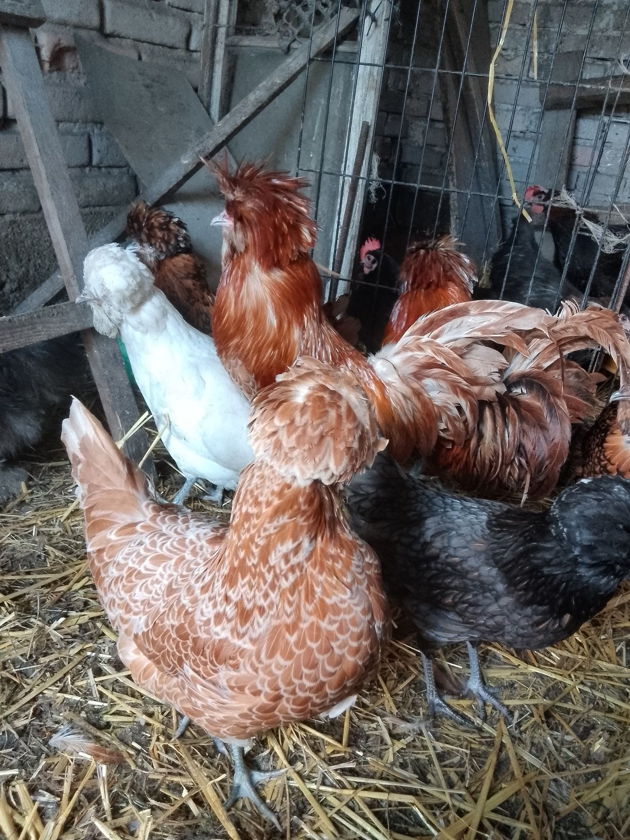 Jaja lęgowe kur ozdobnych czubatka Padewska