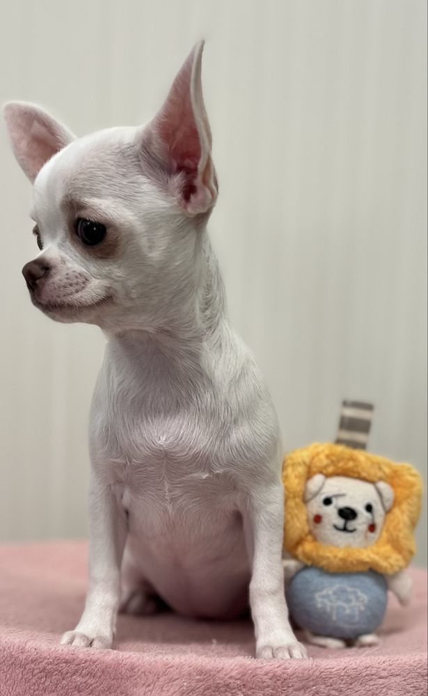 Chihuahua Femea Pelo Curto