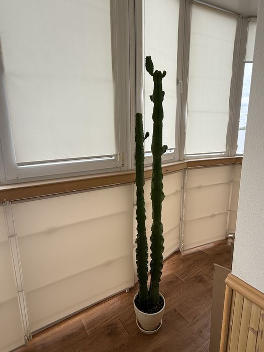Кактус, висота 160см без горщика