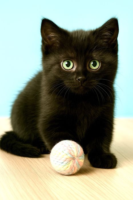 Черный котенок 2мес метис британский норковый кошеня котята красивые