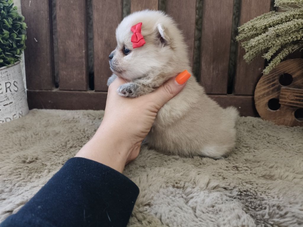 Spitz alemão menina