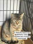 Cudowna koteczka szuka domu