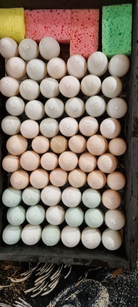 Индийский бегунок несушки инкубационное яйцо утята цыплята утка качка