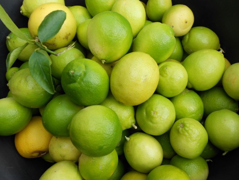 Limas Fruto Tipo Biologicas Entrega