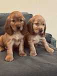 cocker spaniel angielski  suczka złota