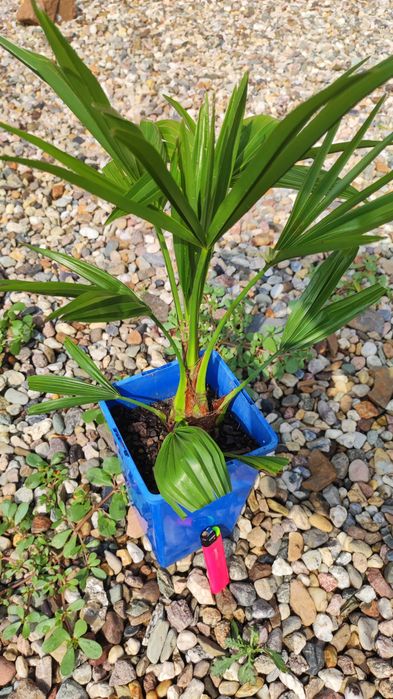 Trachycarpus Bułgaria