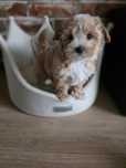 Maltipoo karmelowy chłopczyk  do  odbioru!!