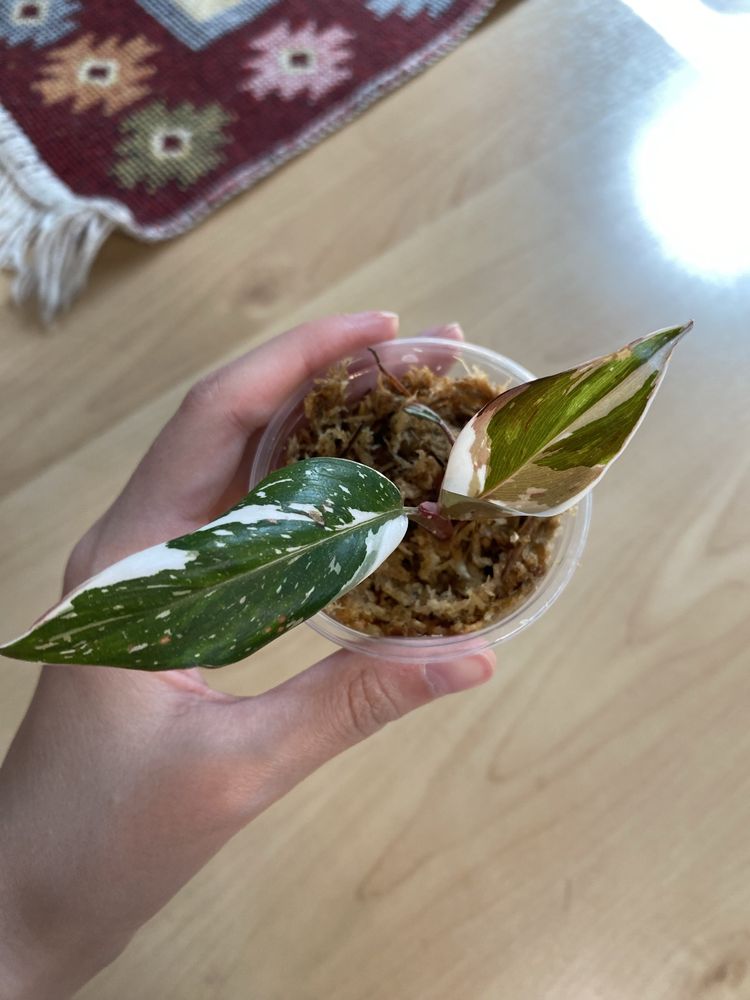 Philodendron red anderson