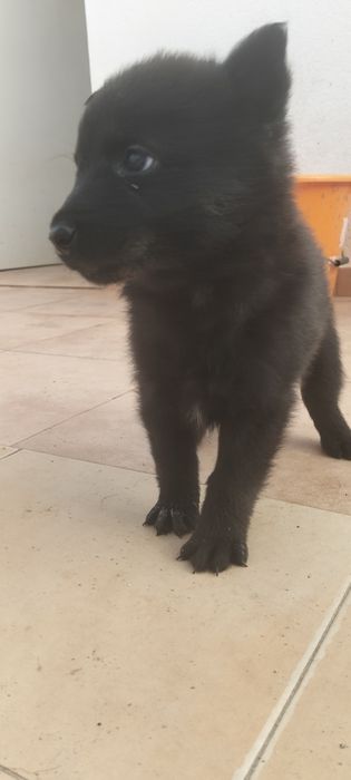 Serra da estrela x Pastor alemão