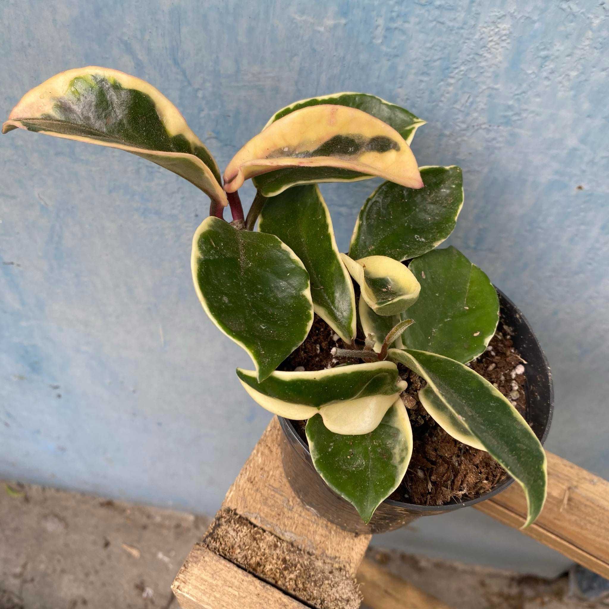 Hoya Carnosa Tricolor (woskownica)