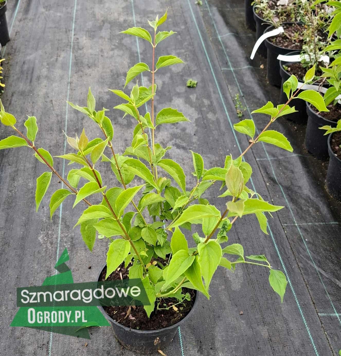 Jaśminowiec wonny Philadelphus coronarius w donicy C2 PROMOCJA