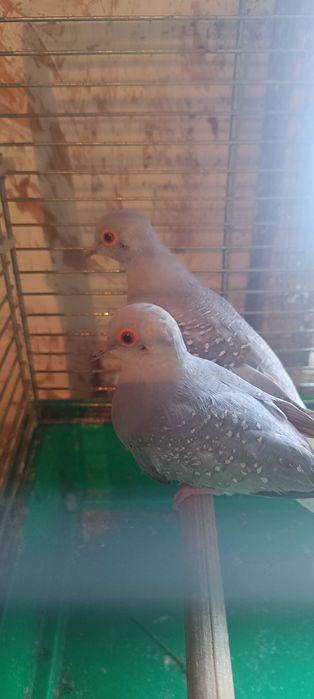 Gołąbki diamentowe para