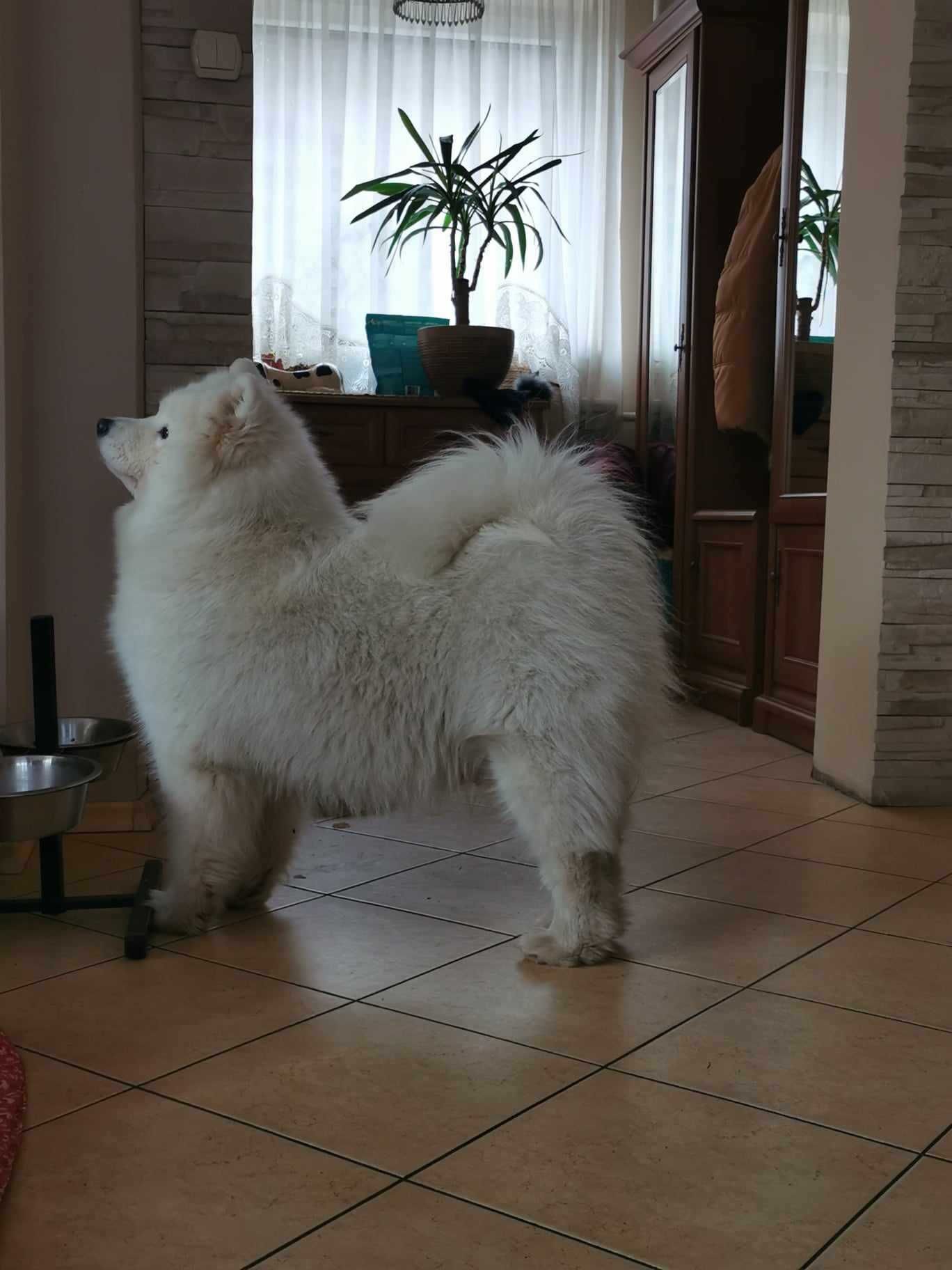 Samojed Samojed FCI Samoyed. Gotowe do odbioru