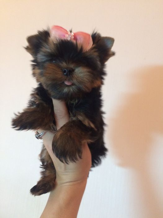 Крутые щенки на выбор Киев