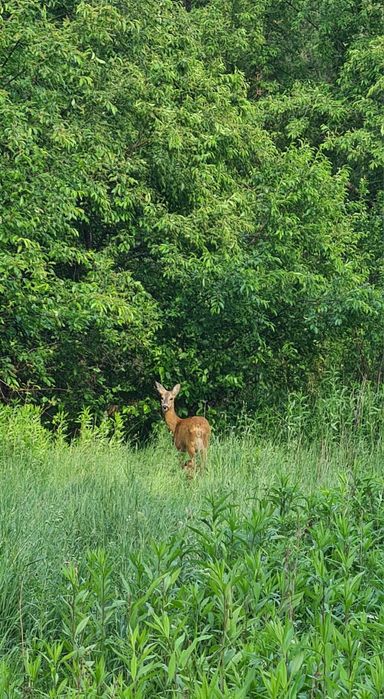 Działka rekreacyjna 1714m2 z MPZP