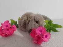 Króliki 100% mini lop Baranek karzelek Teddy karzełek !HODOWLA LEGALNA