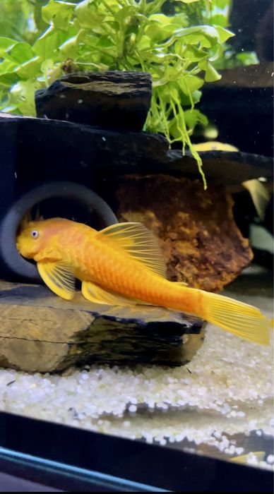 Ancistrus Lemon Blue Eye L144