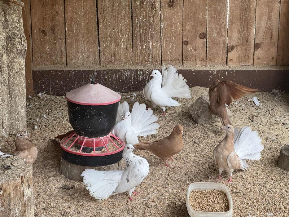 Golębie Pawiki Pawik 2025