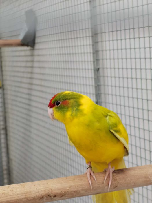 Kakarikis Verdes, Spangle