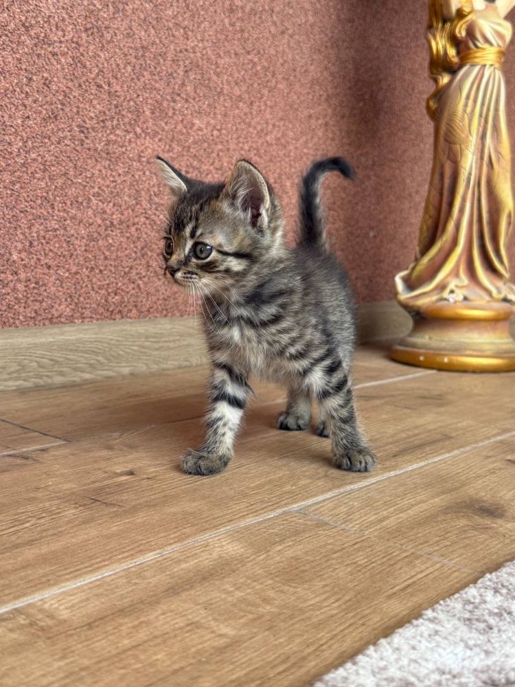 Віддам безкоштовно кошенят