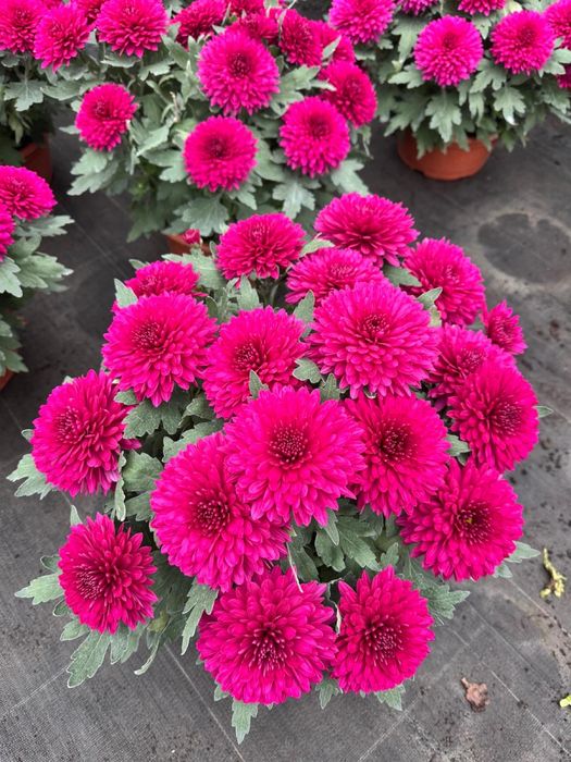 Piękne Chryzantemy duży wybór