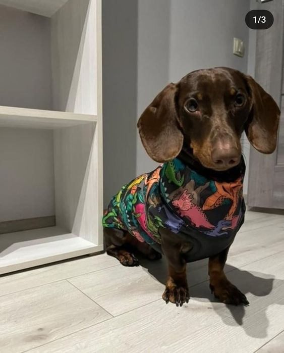 Одяг для собак, жилет зимовий для такси