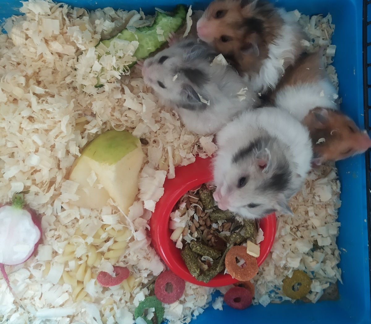 Chomiki syryjskie mlode mix kolor