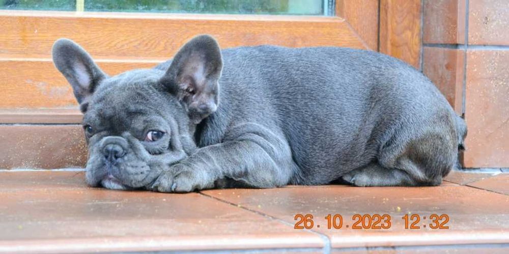 Вип качество голубые щенки