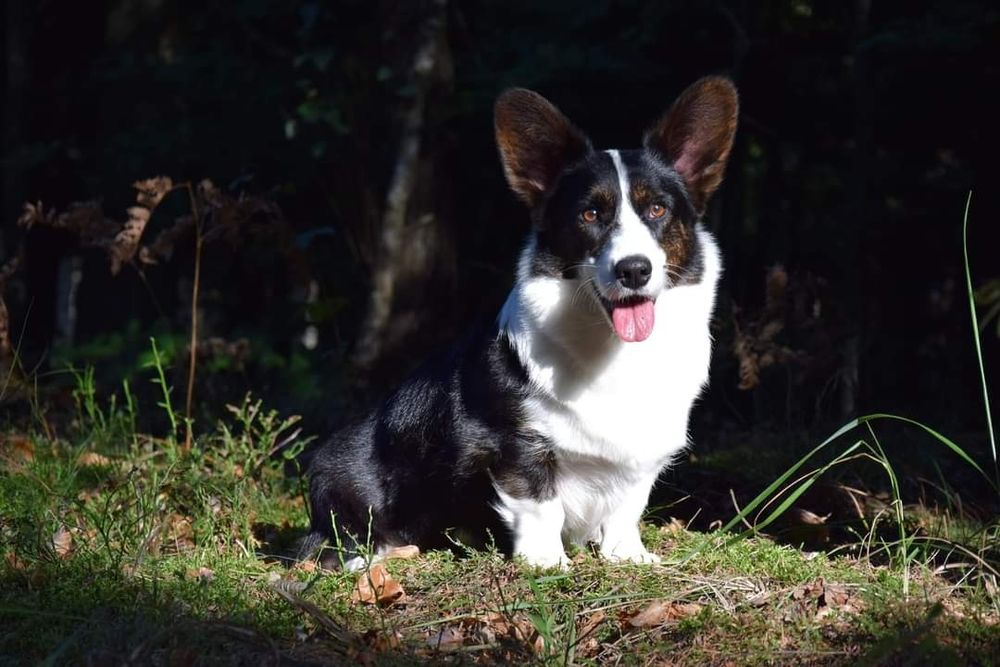 Welsh Corgi miot wiosna 2026!