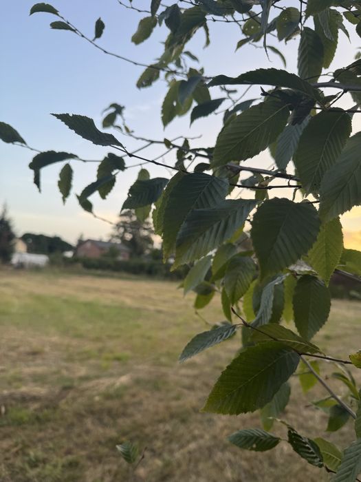 Działka budowlana w Krężnicy Jarej 25 arów.