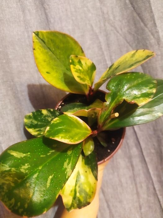 Пеперомія варієгатна,сорт Джеллі , гібрид дорослий кущ