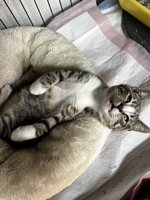Kocurek do adopcji