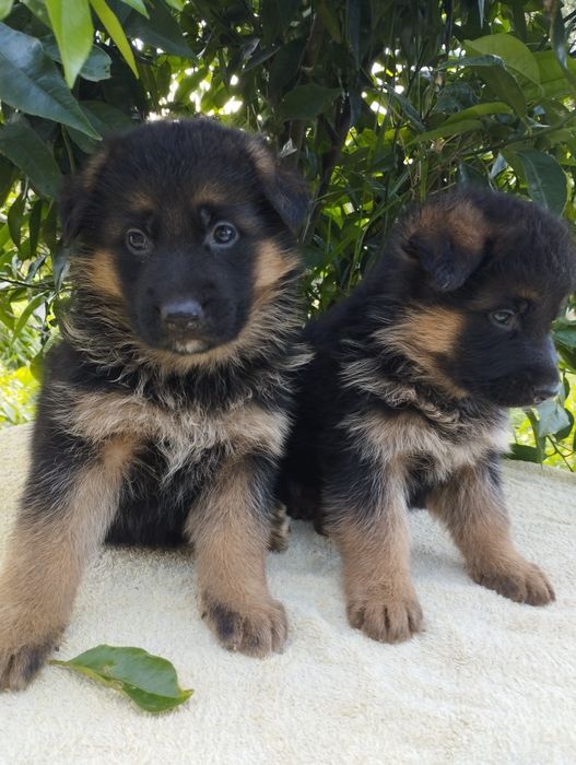 Pastor Alemão pêlo curto com certificado
