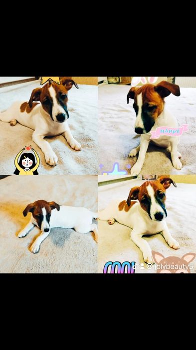 Цуценя Джек,краса породи!