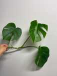 Monstera deliciosa
