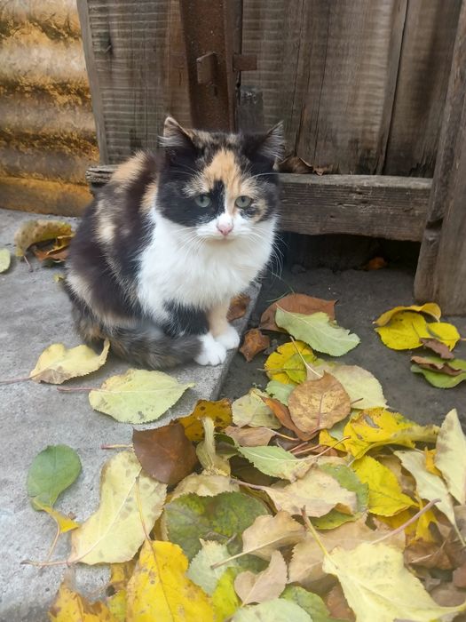 Отдам пушистиков