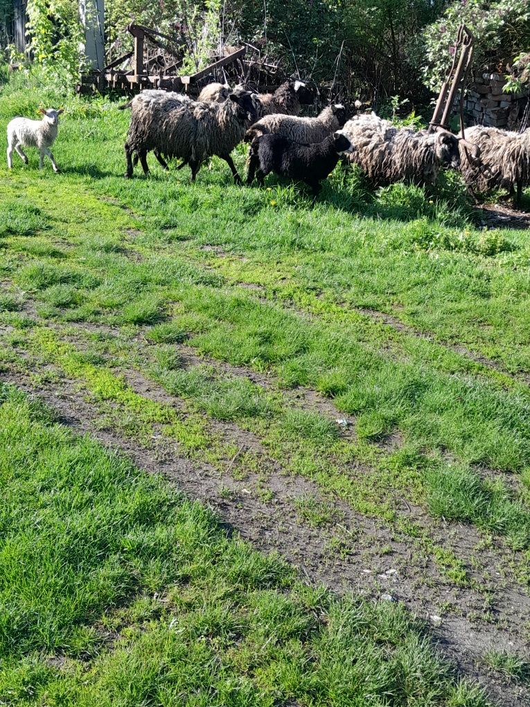 Вівці продам ціна договірна