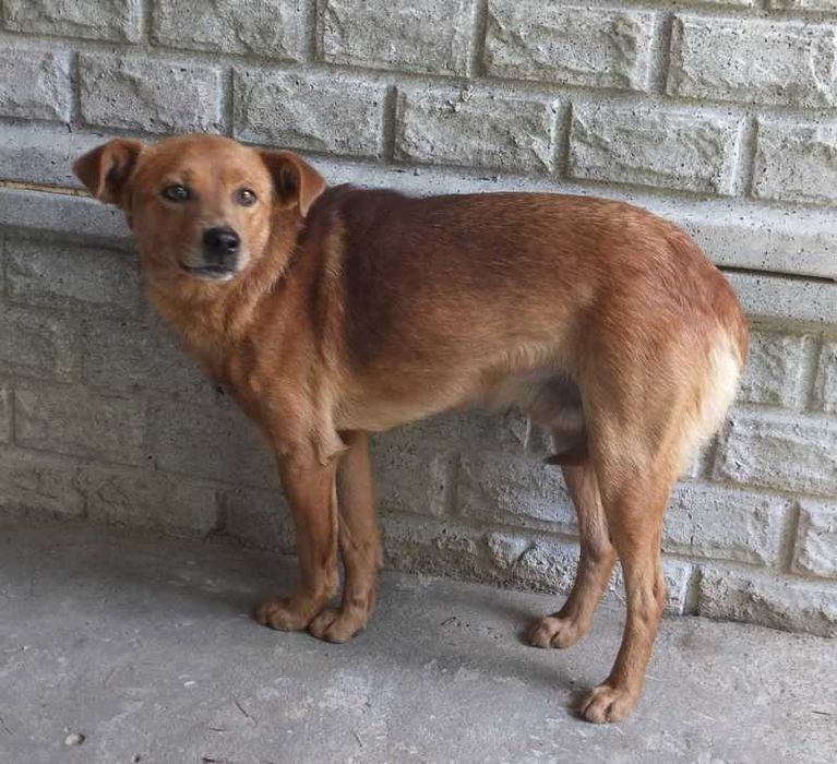 Cukierek - pilnie potrzebuje domu