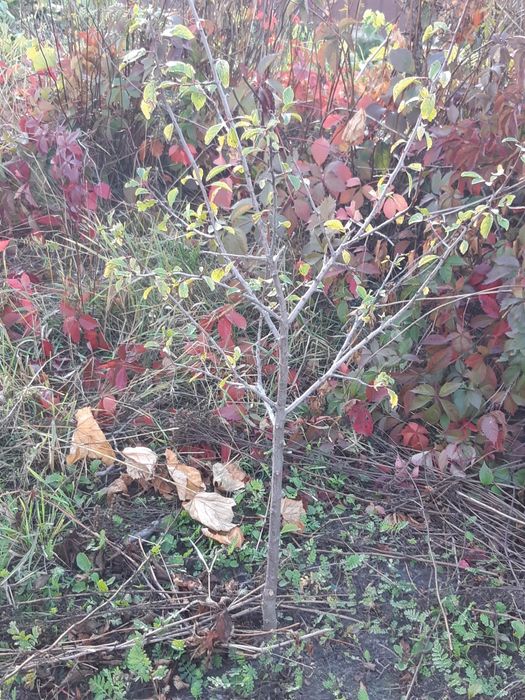 Продам саженцы сливы угорки 3-хлетки