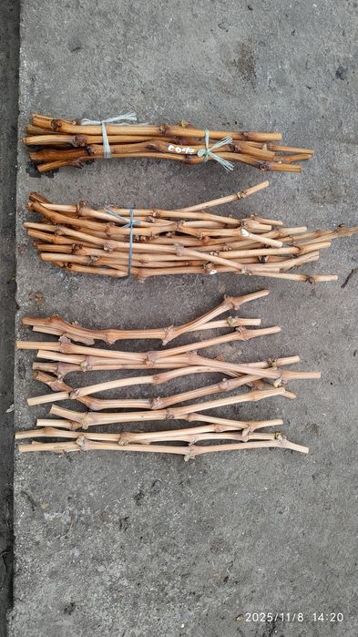 Черенки Саженцы Винограда