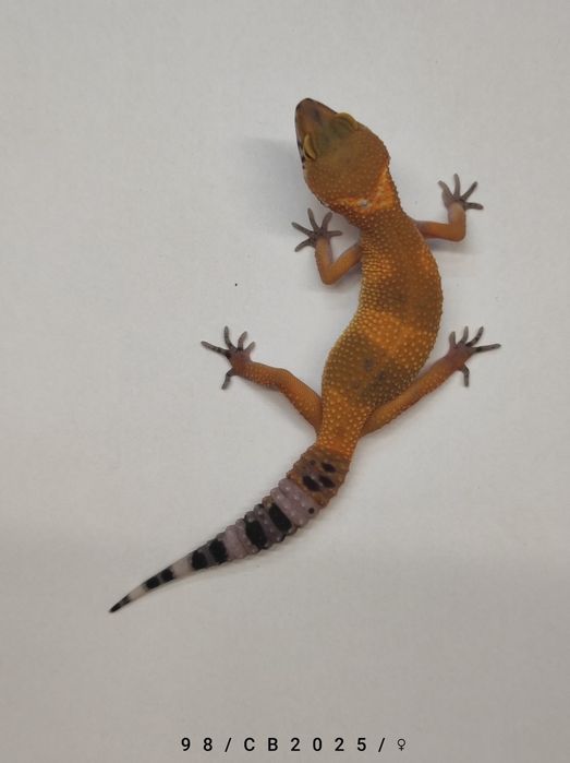 Mlode samiczki - Gekon Lamparci Lublin